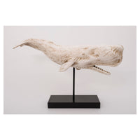 Sperm Whale With Base Ornament in White Marine Mammals Batela Giftware